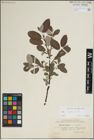Foto von Salix lapponum L.